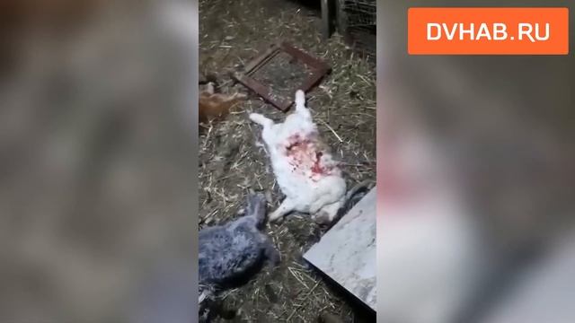 Бродячие псы уничтожили курятник и кроликов хабаровчан смотреть онлайн