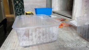 Гвоздика перистая Балерина. От посева до всходов.