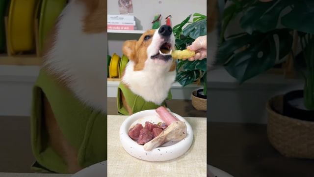 Dog Like Purple Food?Dog Eating Time! Dog Raw Meat!Mukbang!