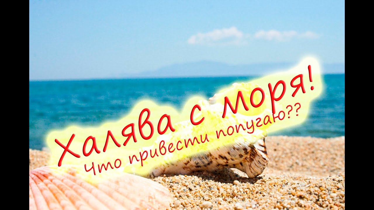 Что привести с моря попугаю? Полезные и опасные вещи! смотреть онлайн