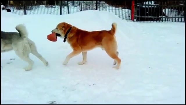 Собаки породы Алабай. Кобель. Среднеазиатская овчарка. Рыжий мачо Рем.ч1. смотреть онлайн