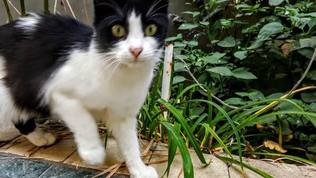 Коты мира смотреть онлайн