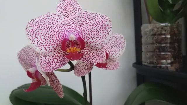 Цветение МОИХ ОРХИДЕЙ: разочарования, восторг смотреть онлайн