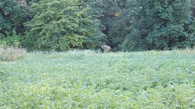 Камуфляжный, защитный, маскировочный костюм с листиками "кикимора" с "Алиэкспресс". Обзор костюма. смотреть онлайн