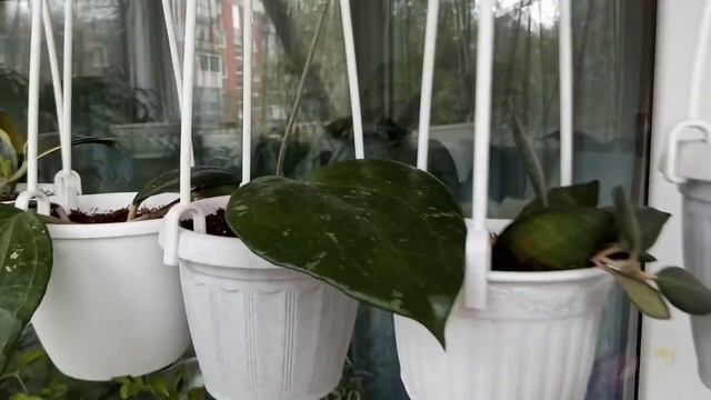 Комнатные Растения. Оазис НА Балконе В Мае смотреть онлайн