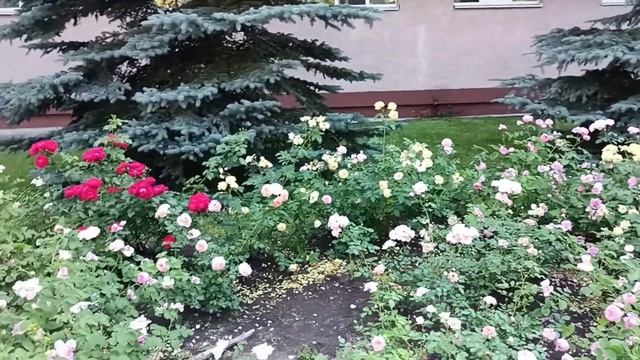 озеро Карась,санаторий Сосновый бор!Отдыхаем,купаемся! смотреть онлайн