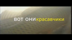 Ловля сазана в Цимлянском водохранилище