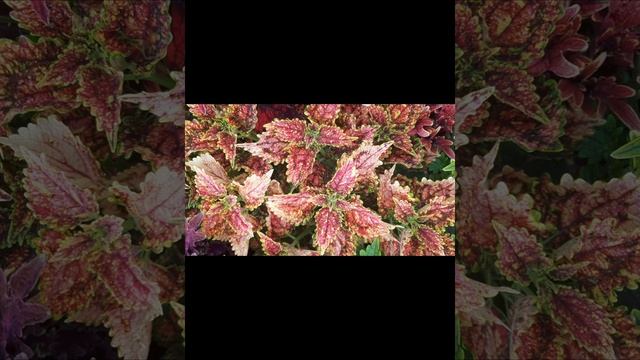 Колеусы.Слайд из летних фото. смотреть онлайн