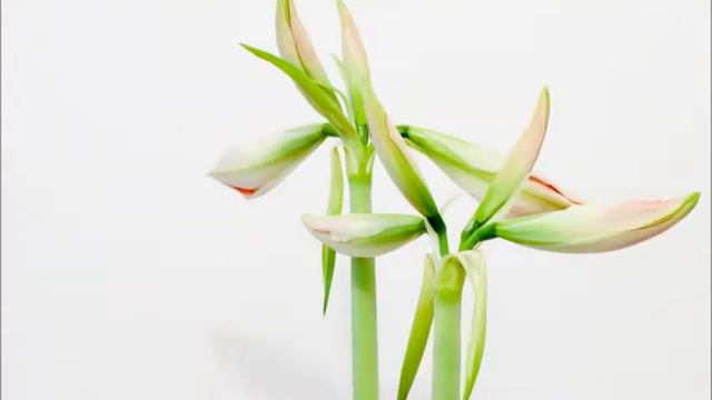 Amarylis Timelapse смотреть онлайн