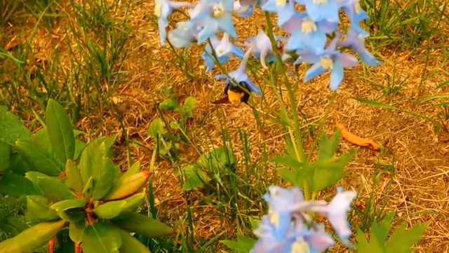 nature sounds birds смотреть онлайн