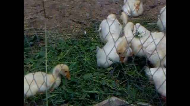 Содержание и кормление месячных гусят и утят. смотреть онлайн