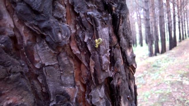 Землемер-пяденица 2 смотреть онлайн