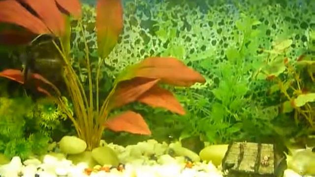 поет rom ciganii 480 смотреть онлайн