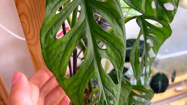 Монстера Манки Маск? Не любит пересвет и пересушку❣️ смотреть онлайн