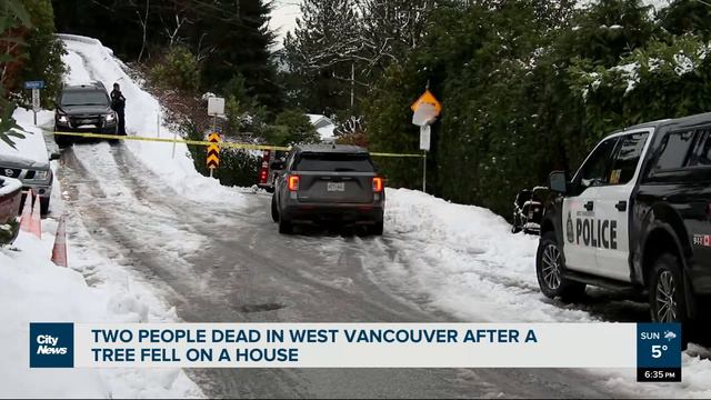 Two killed by falling tree in West Vancouver смотреть онлайн