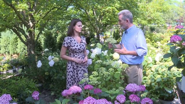 Springhouse Gardens - All About Hydrangeas - Part 1 смотреть онлайн