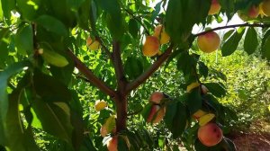 Персик Донецький білий