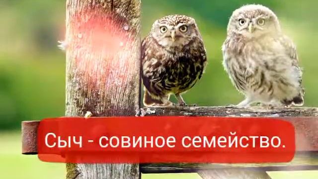 5 фактов о сычах смотреть онлайн
