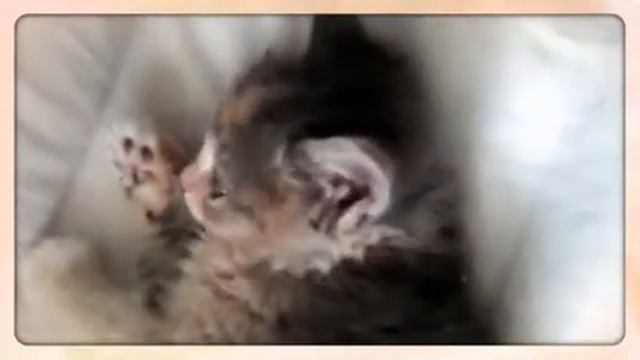 Пальма..) смотреть онлайн