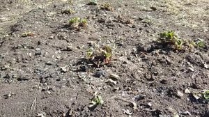 Весенняя обрезка клубники