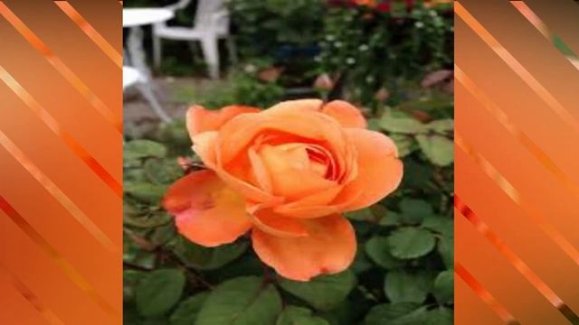 Lady Emma Hamilton Rose/English Rose/ #Roses смотреть онлайн