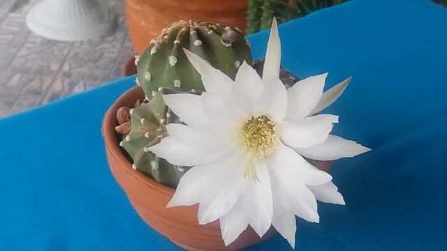 Цветёт Эхинопсис?Echinopsis blooming. смотреть онлайн