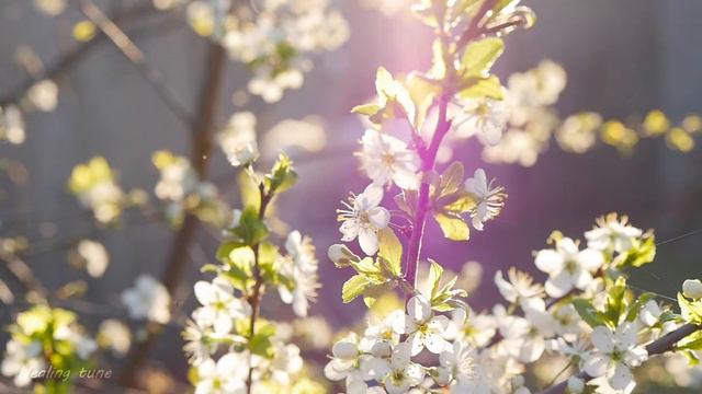 Нежная лечебная музыка здоровья и для успокоения нервной системы, глубокого релакса #6 смотреть онлайн