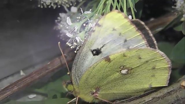 ИНСЕКТАРИЙ: 184. Желтушка Луговая (Colias hyale) смотреть онлайн