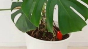 Пересадка Монстеры. Сроки пересадки и горшок для монстеры.