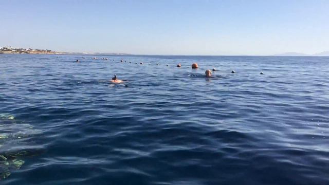 Мама плавает в красном море, а я высматриваю рыбок смотреть онлайн