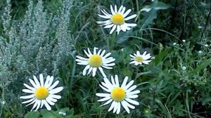 Выйду рано в поле - Александр Подъяпольский