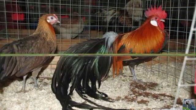 Порода кур - феникс