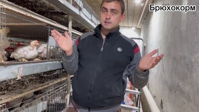 Сравнение комбикормов 4 неделя ? смотреть онлайн