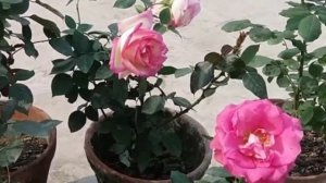 Сохнет, желтеет и погибает комнатная роза. Что делать? Как спасти цветок?