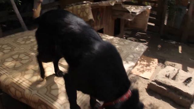 Приют "Защити животных" смотреть онлайн