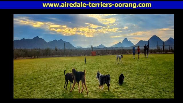 Larger Airedale Terriers Arizona