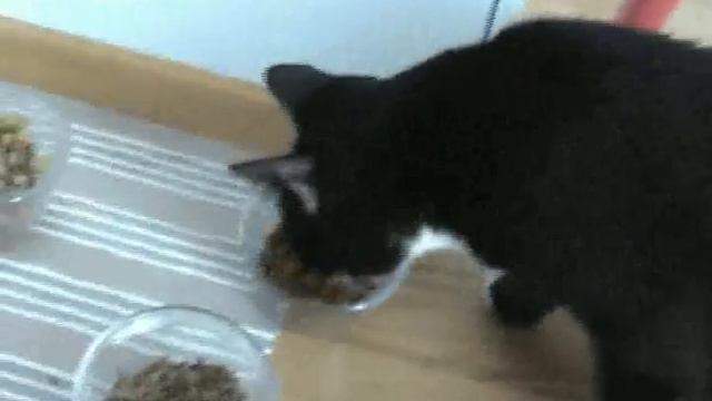Iitu and Emppu my cats смотреть онлайн