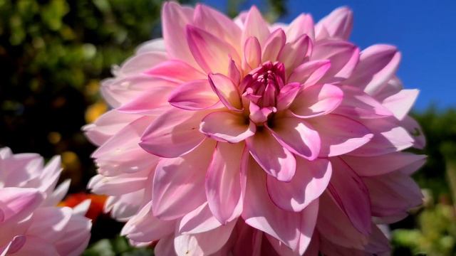 My Sincerity Dahlia of mine смотреть онлайн
