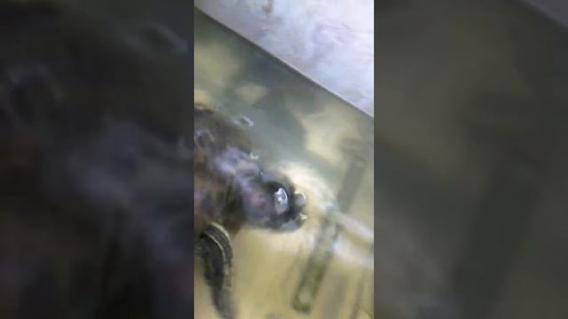 Жизнь моей черепахи часть 4 (сидит на ступеньках) смотреть онлайн