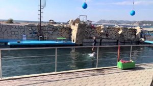 Дельфинарий  Анапа Большой Утриш 🐬