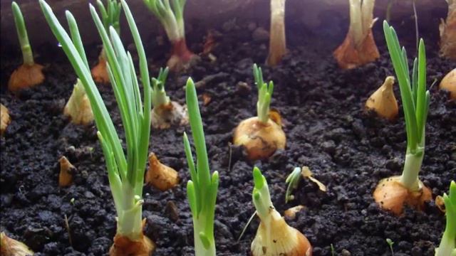 Снег земля лук 2 смотреть онлайн