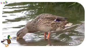 ДОМАШНИЕ ЖИВОТНЫЕ  И ПТИЦЫ  ВИДЕО + ЗВУКИ / РАЗВИВАЮЩИЕ МУЛЬТИКИ ДЛЯ ДЕТЕЙ / УЧИМ ЖИВОТНЫЕ