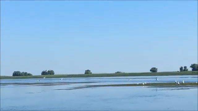 Астраханские лотосы смотреть онлайн