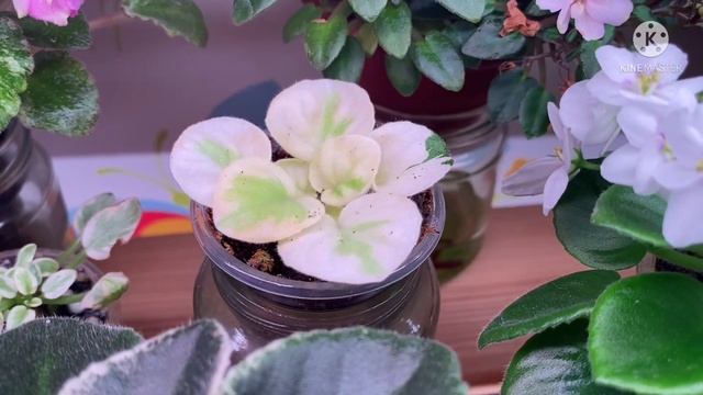 Обзор всех фиалок в сентябре 2021 г. смотреть онлайн