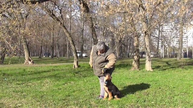Щенок немецкой овчарки начальное послушание, Жуолль Батыр 3,5 мес смотреть онлайн
