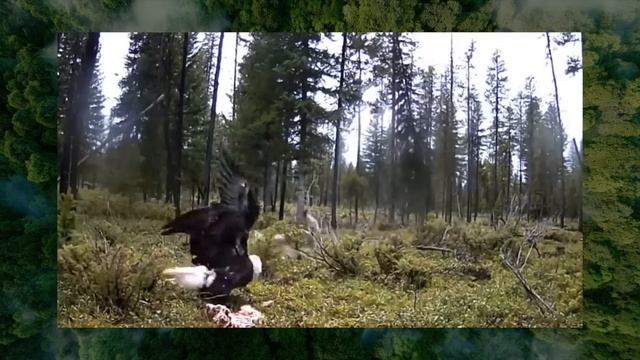 Most Disturbing Trail Cam Footage No One Was Expecting смотреть онлайн