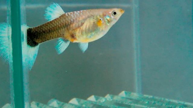 ГУППИ РОЖАЕТ!Spawning Live-bearing Fish