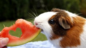 Интересные факты о Морских Свинках