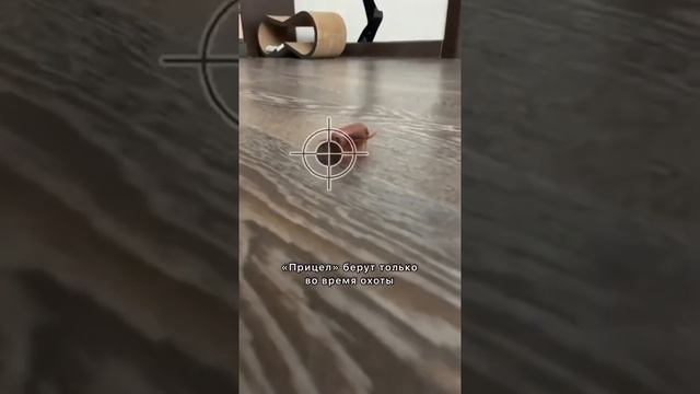 НЕ СМОТРИ КОШКАМ В ГЛАЗА! #золотаяшиншилла #лучшийкот смотреть онлайн