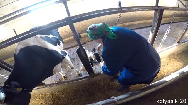 практика, Село Дединово, "СПК Ленина", 2015, проверяем мастит у коров) смотреть онлайн